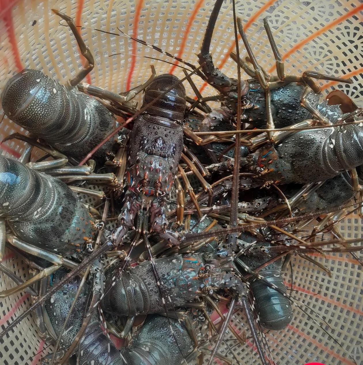 Seafood & Fishery Products