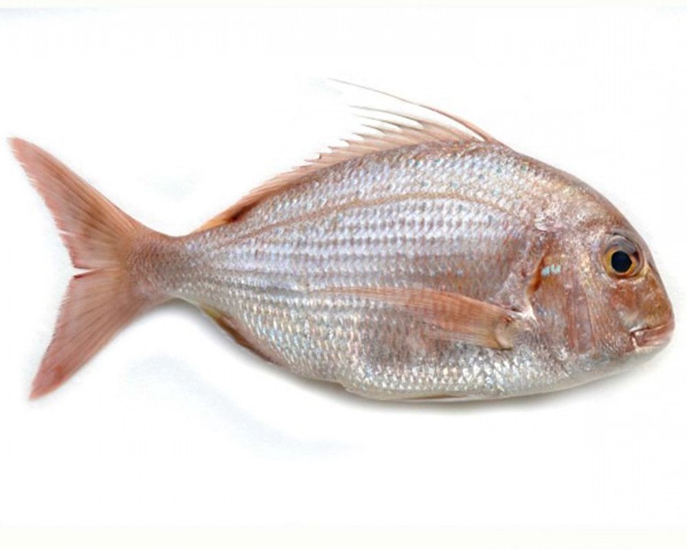 Seafood & Fishery Products